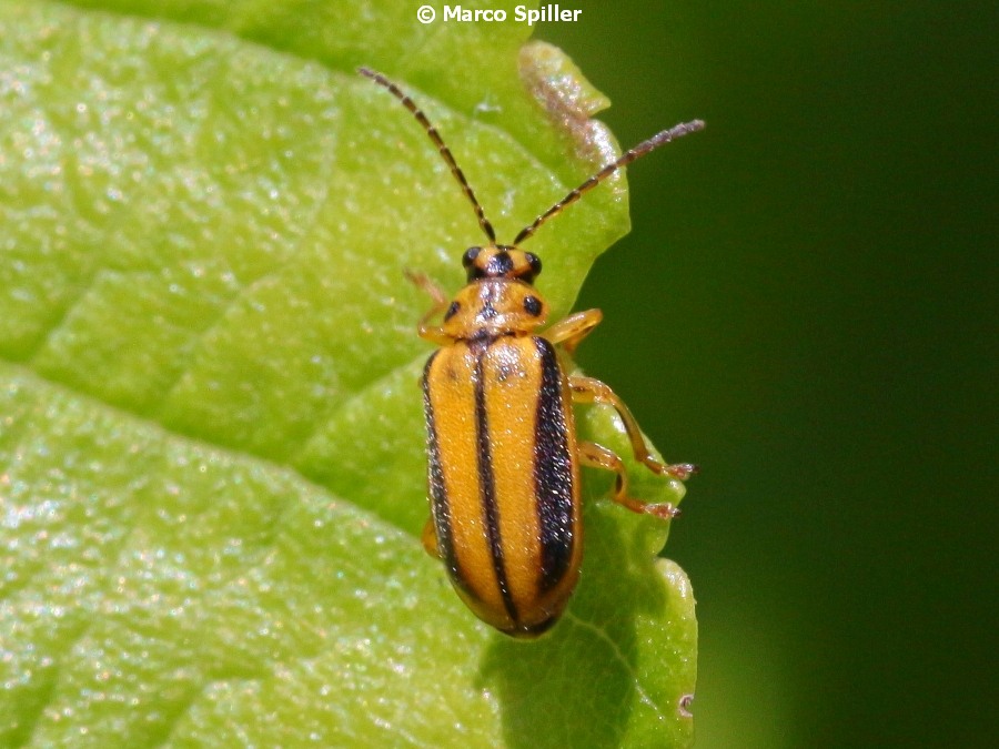 Xanthogaleruca luteola